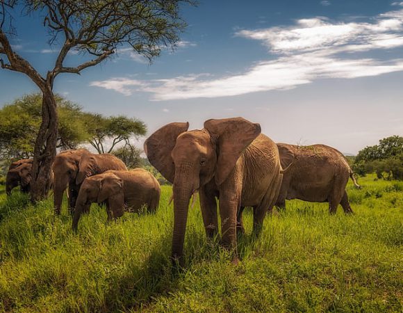 Ngorongoro