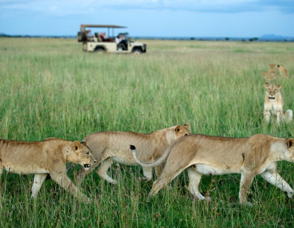 9 Days: Tanzania Tour