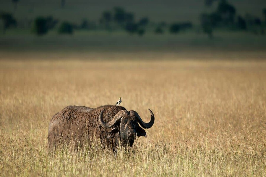 Ngorongoro Crater Day Trip