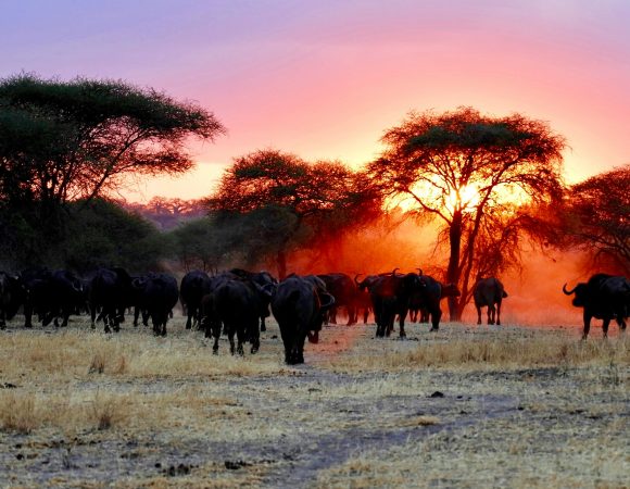 Tarangire National Park Day Trip