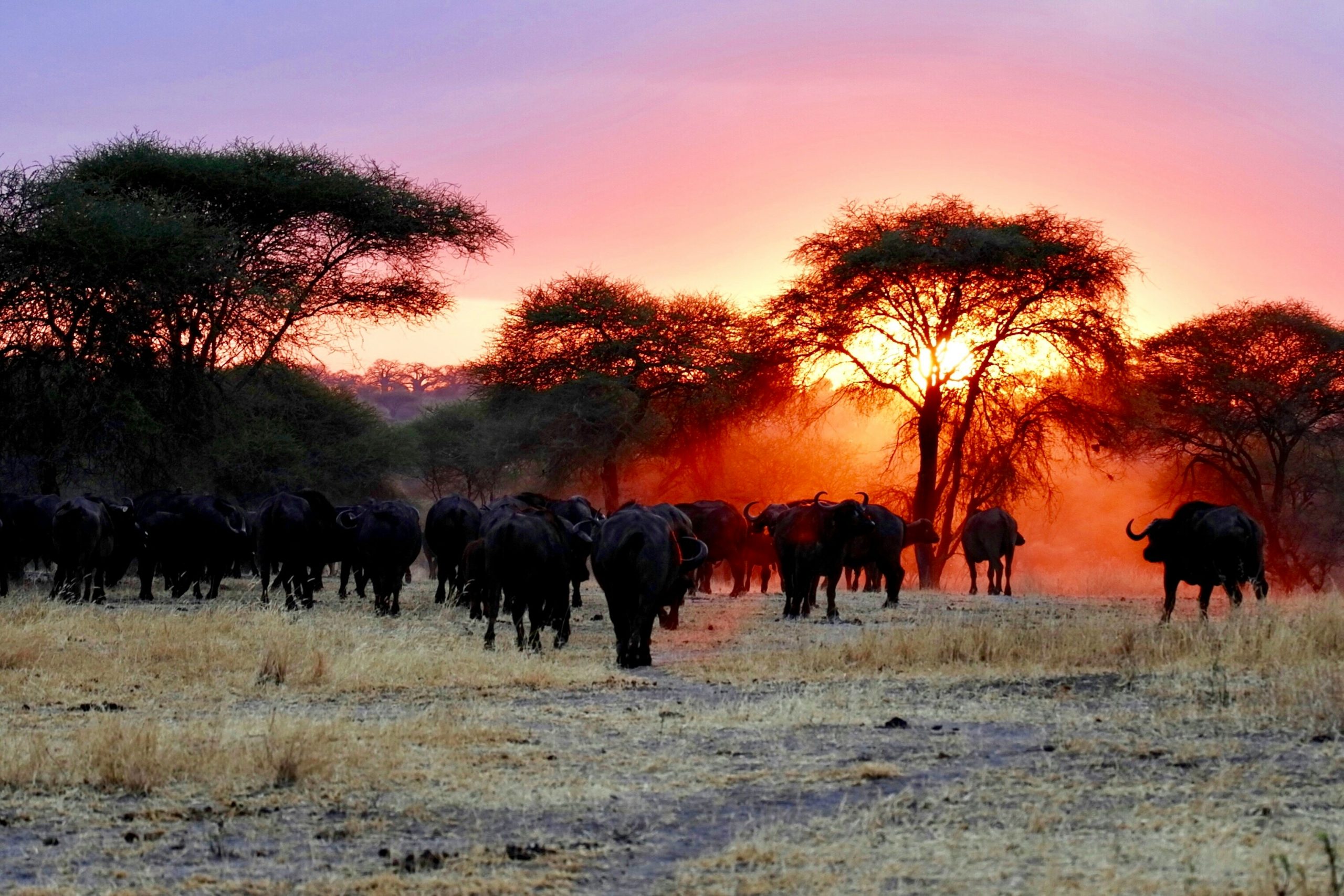 Tarangire National Park Day Trip