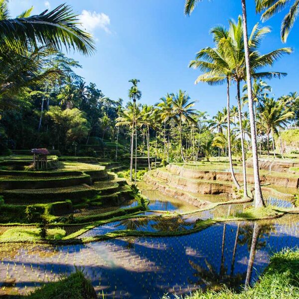 rice-fields-near-ubud-bali-indonesia-small.jpg