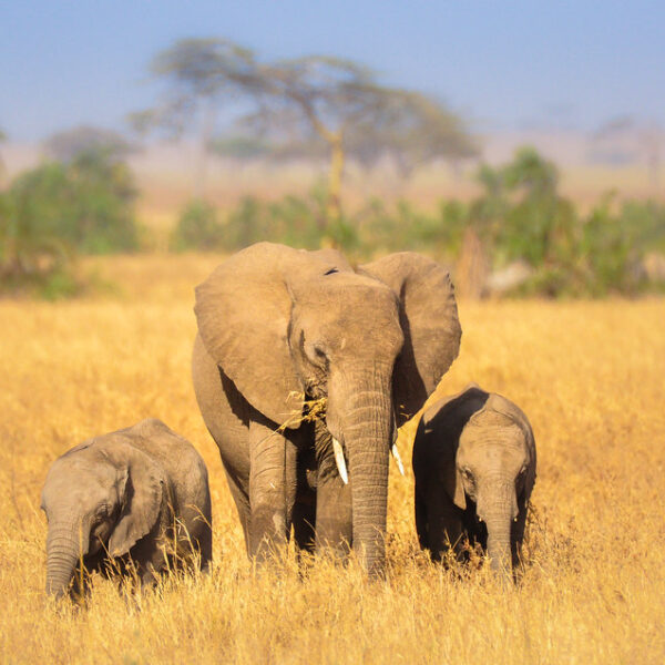 31469780600_cb25c971e6_b