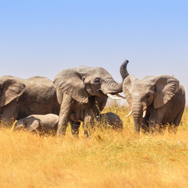 Tanzania-Wildlife-Safari-elephants