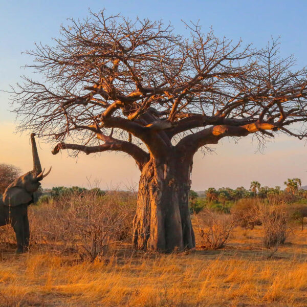 destinations-tanzania