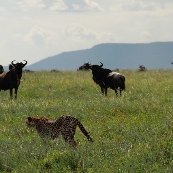 serengeti-migration-tanzania-1